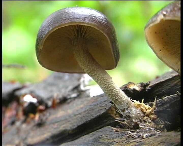 Agrocybe firma  (Peck)  Khner